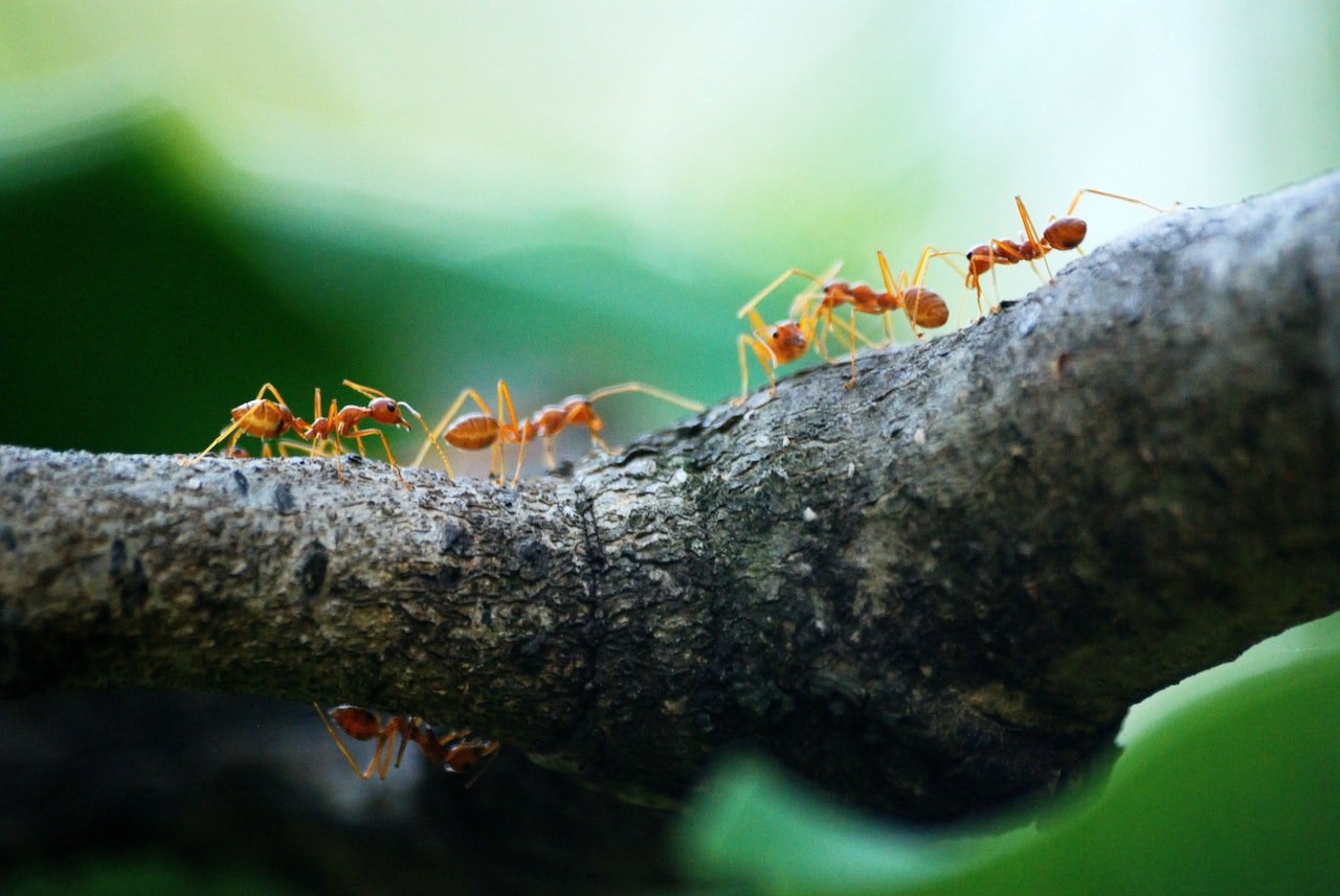 Soldier ants were turned into foragers by scientists who reprogrammed their brains [videos]